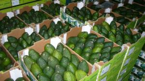 “COMITÉ DE PALTA HASS DE CHILE PRETENDE SOBREPONER EL TEMA COMERCIAL Y NO EL TÉCNICO”