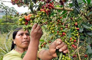 “EXISTEN DISPOSITIVOS LEGALES A FAVOR DE CAFICULTORES”