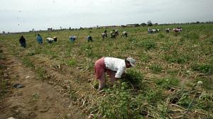 “LÍMITES A LA TENENCIA DE TIERRAS ES UNA REFORMA AGRARIA DISFRAZADA” 