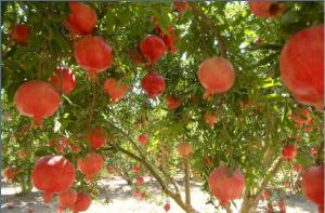 “NO DEBE SEMBRARSE GRANDES ÁREAS DE GRANADA”