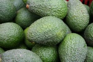 “PORCENTAJE DE MATERIA SECA EN LA PALTA HASS FUE REGULADO HACE MÁS DE 10 AÑOS”