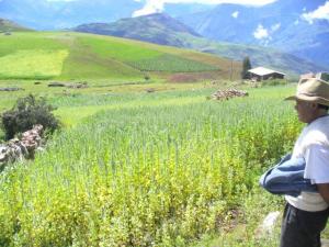 “SE DEBE APLICAR UN PROGRAMA NACIONAL DE MANEJO INTEGRADO DE PLAGAS” 