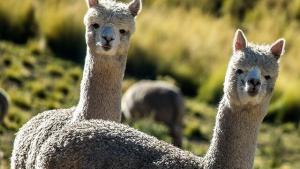 1,500 alpacas de Puno son parte de proyecto de secuenciación genética que busca optimizar la calidad y finura de su fibra