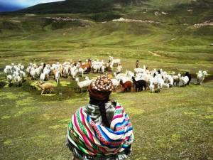 100 MIL PRODUCTORES DE CAMÉLIDOS DEL CUSCO SE BENEFICIARÁN CON PROYECTO PERCSA 