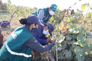 101.910 hectáreas se atendieron con controladores biológicos en Perú el 2021