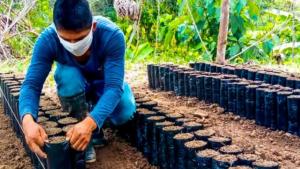 16 viveros han producido más de 400 mil plantones de cacao en Huánuco