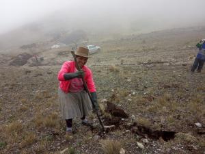 29% de los puestos de trabajo para construcción de cochas y actividades de siembra y cosecha del agua son ocupados por mujeres