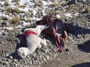 3.500 ALPACAS MURIERON EN PILPICHACA EN  JULIO DE ESTE AÑO