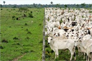 70% DE BOSQUES HAN DESAPARECIDO EN EL AMAZONAS PRODUCTO DE LA TALA