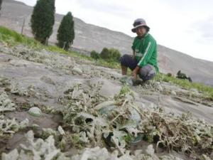 73% de las 7.1 millones de hectáreas agrícolas que hay en todo el país no cuentan con un seguro