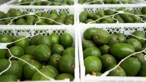 A pesar de que México reanudó sus exportaciones de palta a Estados Unidos, hay alta demanda insatisfecha en ese mercado