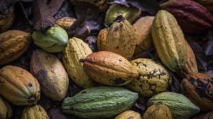 Adiós al cultivo de hoja de coca por auge del cacao en Amazonía