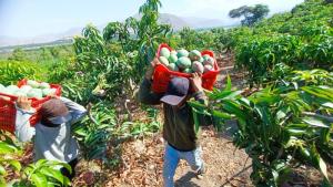 Afectación climática de la floración en el mango: crisis podría golpear a otros productos