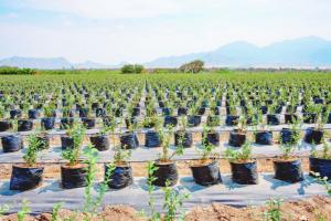 Agrícola Cayaltí apuesta por la agroexportación 