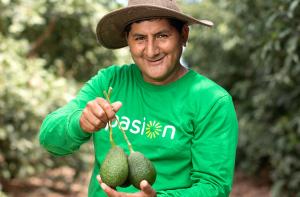 Agrícola Cerro Prieto proyecta exportar 1.600 contenedores de palta este año