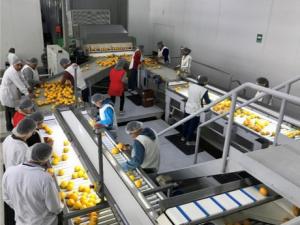 Agrícola Don Ricardo se enfoca en variedades tardías de mandarina