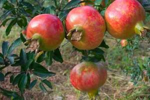 Agrícola Pampa Baja exportaría 2.800 toneladas de granada fresca en campaña 2024