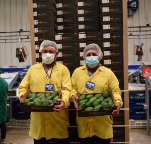 Agricultores del Valle Supe facturan más de S/ 2 millones con proyecto de exportación de palta