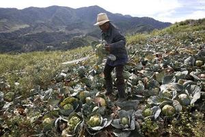 AGRICULTORES SERÁN INDEMNIZADOS CON SEGURO AGRARIO CATASTRÓFICO