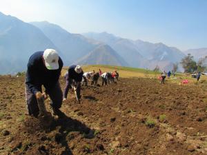 Agricultores son capacitados  en producción de semilla de calidad de papa