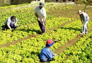 AGRICULTURA FAMILIAR PRIORITARIA PARA ERRADICACIÓN DEL HAMBRE EN ALC