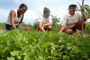 AGRICULTURA FAMILIAR REPRESENTA EL 83% DE LA POBLACIÓN OCUPADA DEL SECTOR AGROPECUARIO