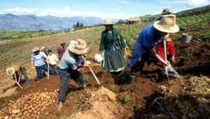 Agricultura, nutrición y generación de ingresos