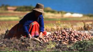 Agro en riesgo ante la llegada de bajas temperaturas: esta es la región que sufriría los primeros impactos