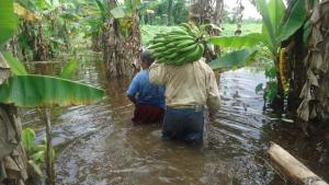 Agrobanco implementará norma que favorece a productores afectados por el Niño Costero