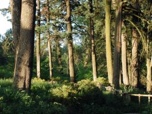 AGROBANCO OTORGÓ CRÉDITOS FORESTALES POR MÁS DE S/. 25 MILLONES 