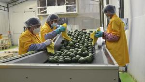 Agroexportaciones crecieron 6.7% en valor durante el primer bimestre de 2026