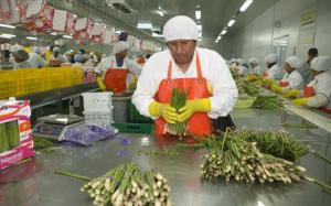 AGROEXPORTACIONES GENERAN PLENO EMPLEO EN REGIONES COSTERAS