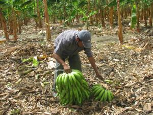 Agroexportaciones llegarían a los US$ 5,180 millones a pesar de los fenómenos climáticos