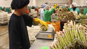 Agroexportaciones peruanas crecieron de US$ 786 millones en 2000 a US$ 10.500 millones en 2023