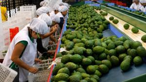 Agroexportaciones sostienen más de 2.2 millones de empleos