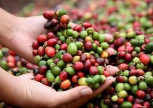 AGROIDEAS OTORGARÁ MÁS DE S/. 490 MIL PARA CAFÉ DE EXPORTACIÓN