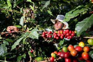 AGROIDEAS PROMOVIÓ S/. 78. 5 MILLONES DE INVERSIÓN CAFETALERA EN EL PERÚ