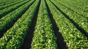 Agroindustria: Gestión preventiva clave frente a los riesgos climáticos y la volatilidad global