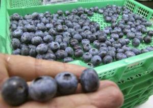 AGROINVERSIONES VALLE Y PAMPA INSTALARÁ 10 HECTÁREAS DE ARÁNDANOS A FIN DE MES