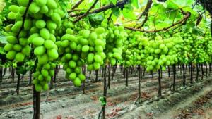 Agrokasa ampliará sembríos de uva en Ica