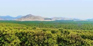 Agrokasa cuenta con 1.200 hectáreas de palta y 150 hectáreas de arándano en Barranca