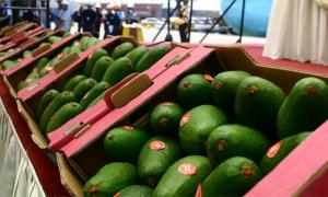 Aguacates peruanos ingresaron con buen pie al mercado chino en su primer año