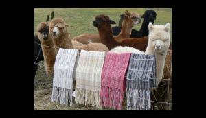 Alpaca Fiesta generó compromisos de negocios por US$ 8 millones