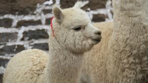 Alpacas infectadas con gripe aviar son detectadas por primera vez en granja de Estados Unidos