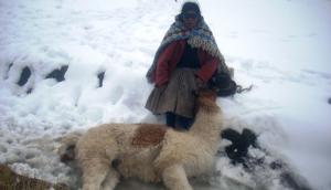 ALPAQUEROS: MUERTES DE ALPACAS Y LLAMAS SE INCREMENTARÍAN EN 45 DÍAS