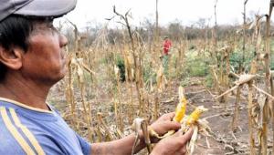 ALREDEDOR DE 3.500 HECTÁREAS DE CULTIVO PODRÍAN PERDERSE POR FALTA DE AGUA