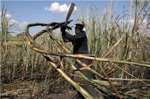 AMAZONAS GENERA INTERÉS PARA LA PRODUCCIÓN DE ETANOL