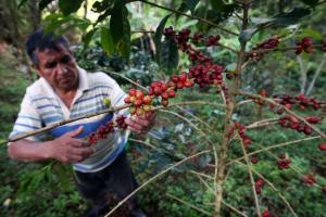 Amplían hasta 10 años el financiamiento de créditos para el sector cafetalero