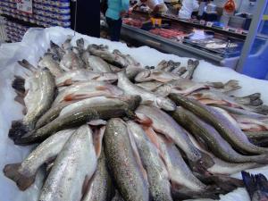 ANCASH: HOY CAPACITAN A PRODUCTORES DE TRUCHA EN  BUENAS PRÁCTICAS ACUÍCOLAS Y SANIDAD EN LA PRODUCCIÓN