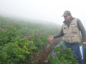 Áncash: implementan campo experimental de papa para que pequeños productores aprendan control de la rancha